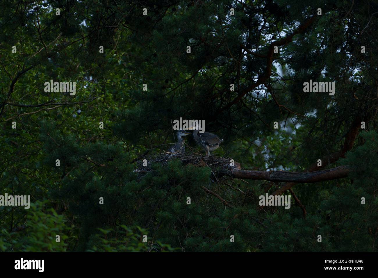 Ardea cinerea famiglia Ardeidae genere Ardea Grey Heron pulcini nel nido Foto Stock