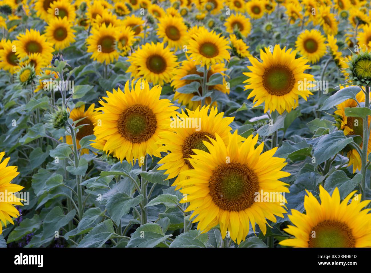 Campo di girasole al tramonto Foto Stock