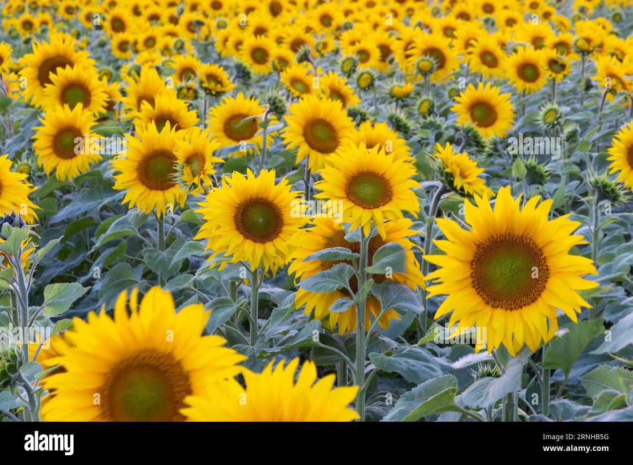 Campo di girasole al tramonto Foto Stock