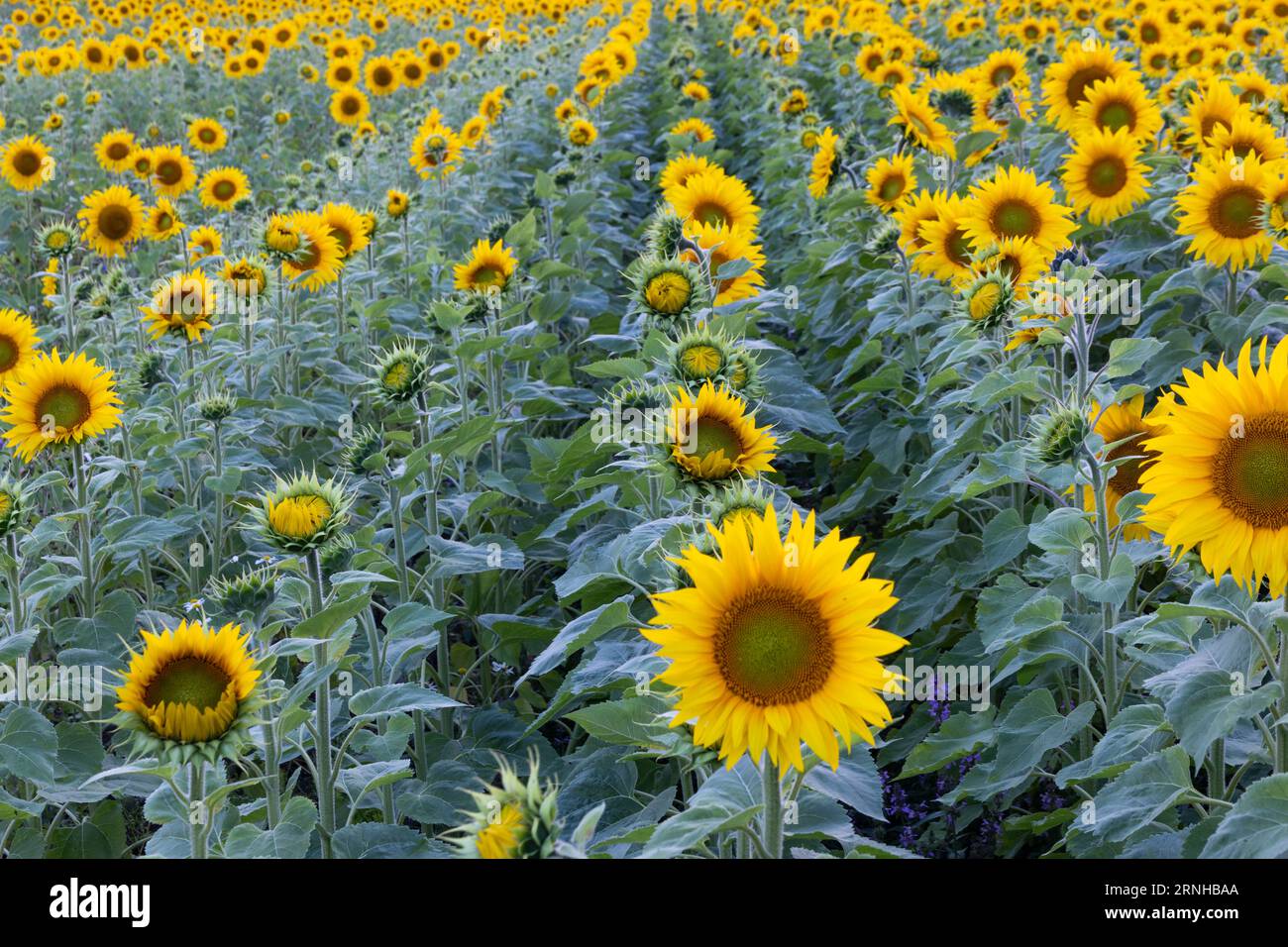 Campo di girasole al tramonto Foto Stock