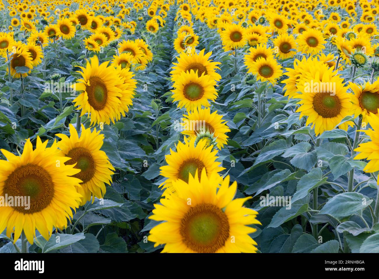 Campo di girasole al tramonto Foto Stock