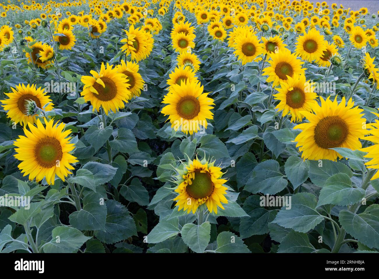 Campo di girasole al tramonto Foto Stock