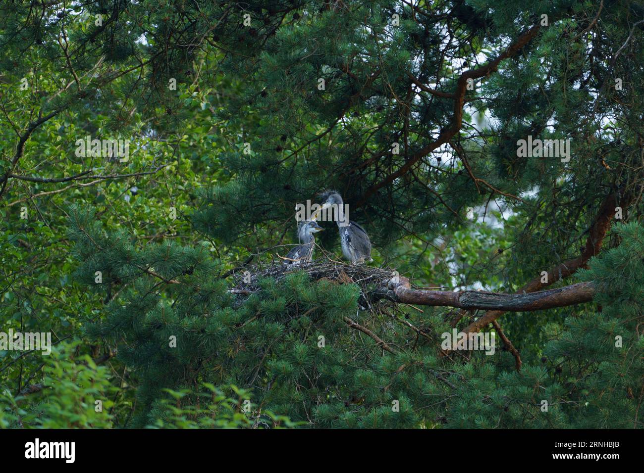 Ardea cinerea famiglia Ardeidae genere Ardea Grey Heron pulcini nel nido Foto Stock