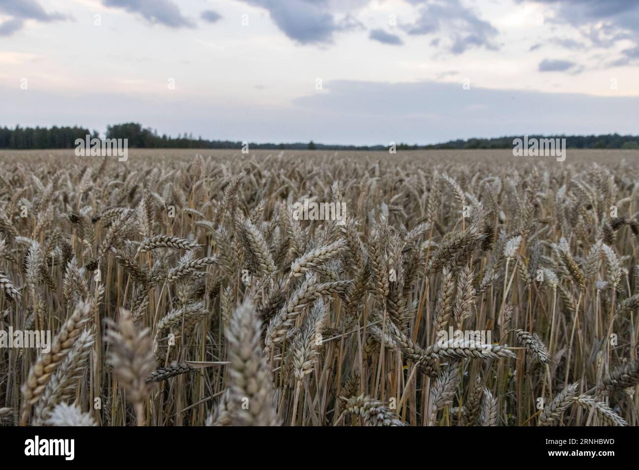 Un campo di grano in un tramonto viola parzialmente nuvoloso Foto Stock