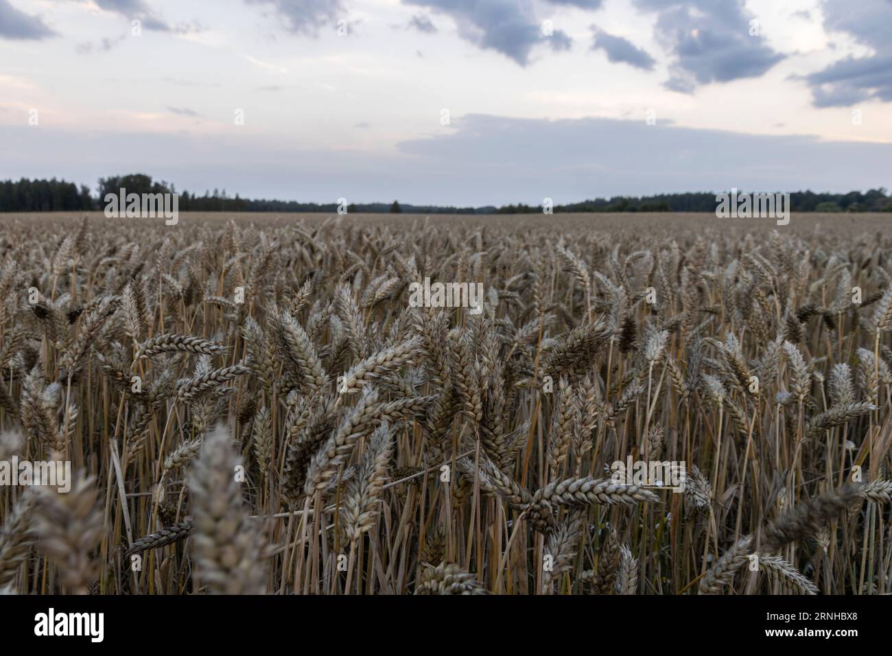 Un campo di grano in un tramonto viola parzialmente nuvoloso Foto Stock