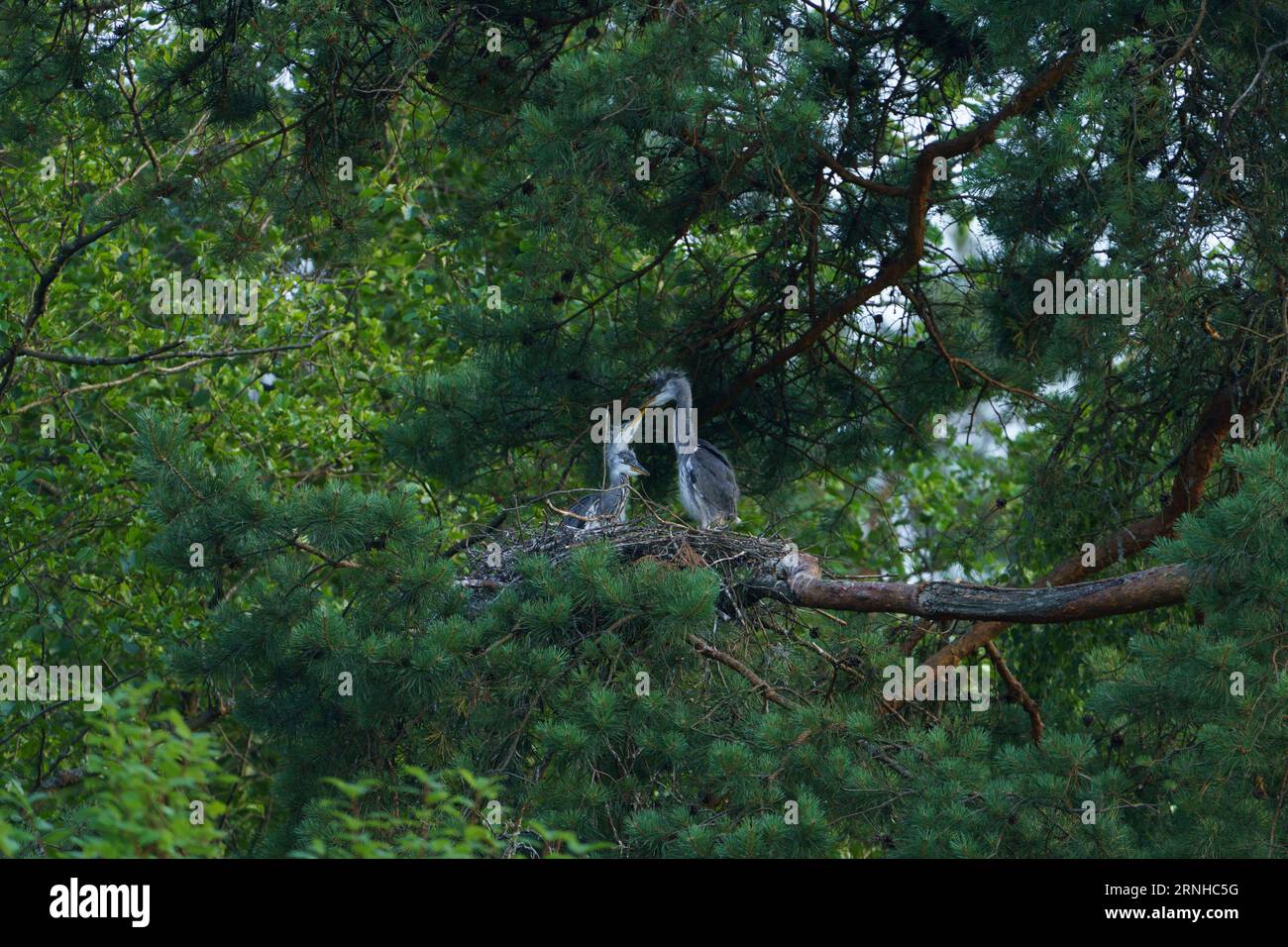 Ardea cinerea famiglia Ardeidae genere Ardea Grey Heron pulcini nel nido Foto Stock