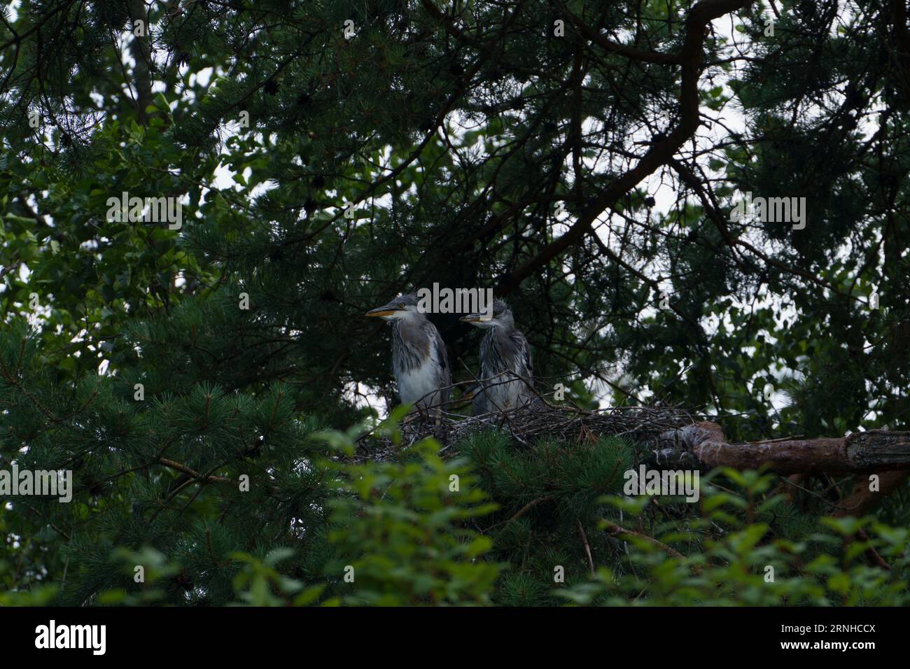 Ardea cinerea famiglia Ardeidae genere Ardea Grey Heron pulcini nel nido Foto Stock