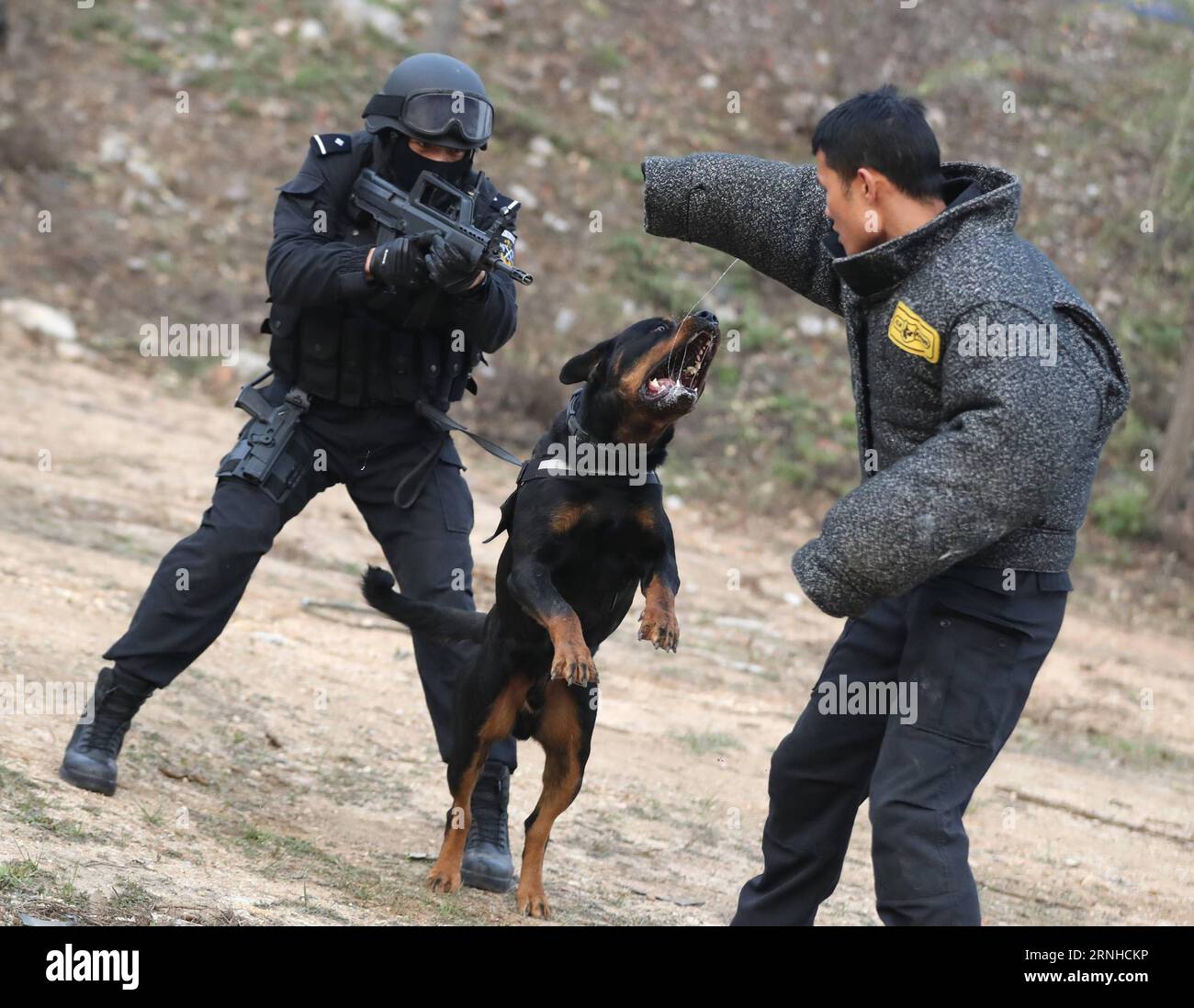 Wang Chao (R), un membro del team SWAT della polizia di Pechino, allena un cane della polizia il 5 novembre 2016. La divisione cani di polizia dell'Ufficio di sicurezza pubblica municipale di Pechino è stata fondata nel 1952. Fino al 2015, ci sono stati più di 1.000 cani della polizia che prestavano servizio in indagini penali, SWAT, trasporti pubblici, vigili del fuoco e alcuni altri dipartimenti della polizia di Pechino. )(mcg) CHINA-BEIJING-POLICE DOG (CN) YinxGang PUBLICATIONxNOTxINxCHN Wang Chao r un membro della squadra SWAT della polizia di Pechino allena un cane di polizia IL 5 novembre 2016 la Police Dog Division dell'Ufficio di pubblica sicurezza municipale di Pechino che è stata fondata nel 1952 Foto Stock