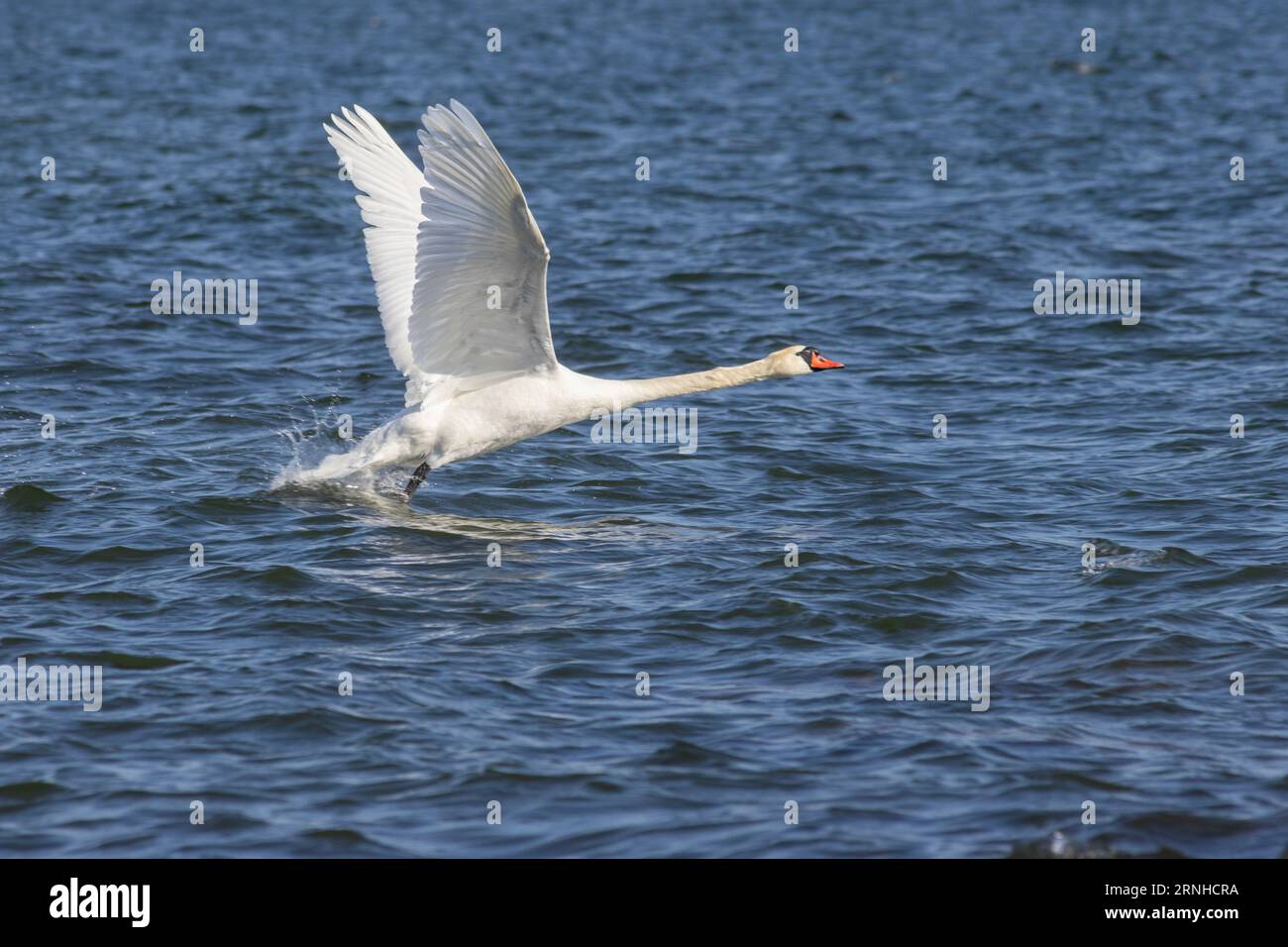Cigni muti a Helsinki, Finlandia Foto Stock