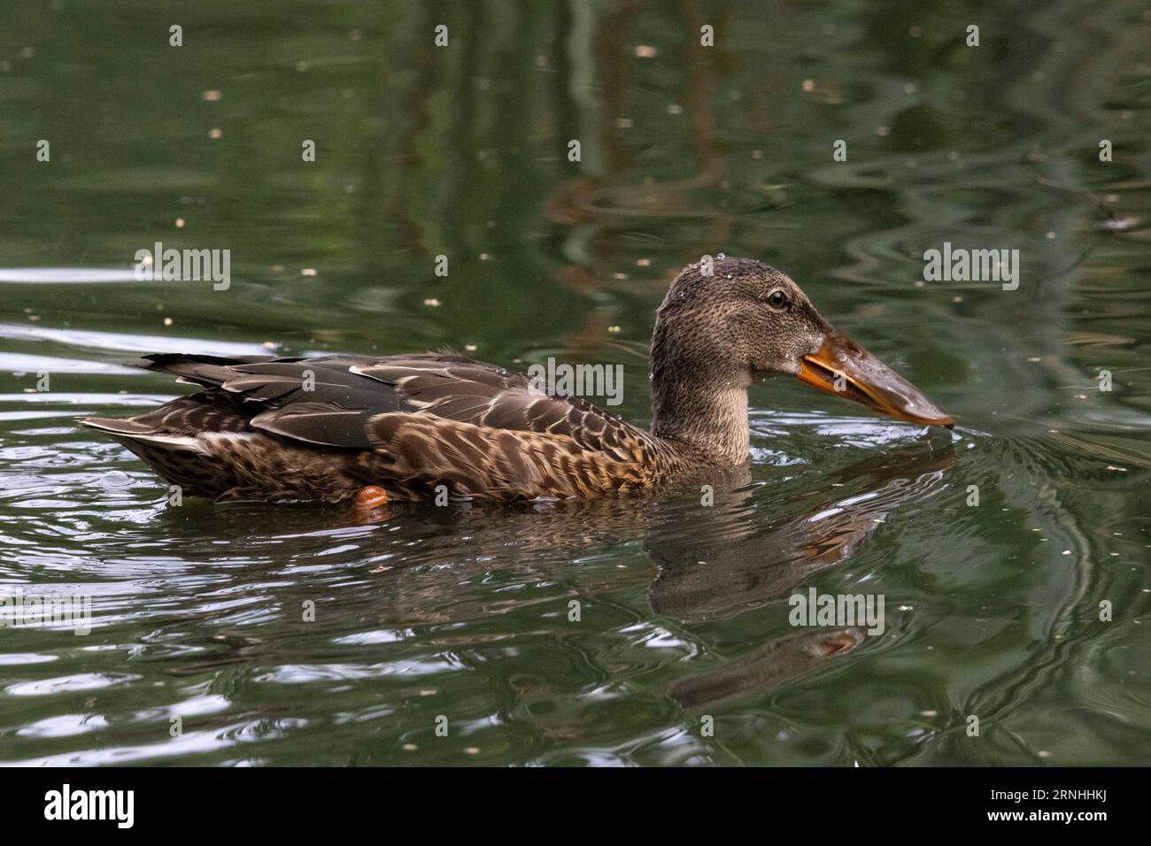 Una femmina di shoveler del nord in Finlandia Foto Stock