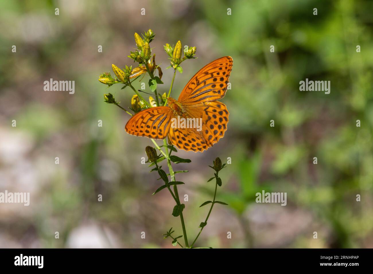 Farfalla arancione con macchie balck nelle ali seduto su una pianta Foto Stock