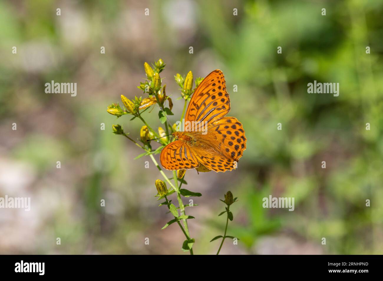 Farfalla arancione con macchie balck nelle ali seduto su una pianta Foto Stock