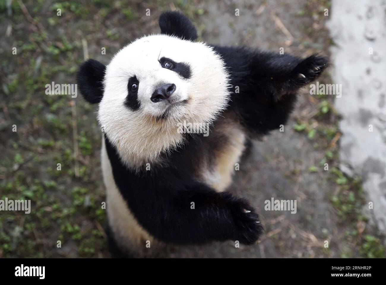 (161206) -- CHENGDU, 6 dicembre 2016 -- Giant panda Meihuan gioca presso la base di ricerca di Chengdu di Giant Panda breeding a Chengdu, nella provincia del Sichuan della Cina sud-occidentale, 6 dicembre 2016. Meilun e Meihuan, i panda giganti gemelli nati negli Stati Uniti, sono tornati a Chengdu il 6 novembre 2016 e sono stati messi in quarantena per un mese seguendo le regole della legge cinese sulla quarantena degli animali e delle piante. I gemelli sono nati nel luglio 2013 ad Atlanta, negli Stati Uniti. I loro genitori, Lunlun e Yangyang, vivono negli Stati Uniti dal 1999. Secondo il contratto di locazione tra Cina e Stati Uniti, PAN Foto Stock