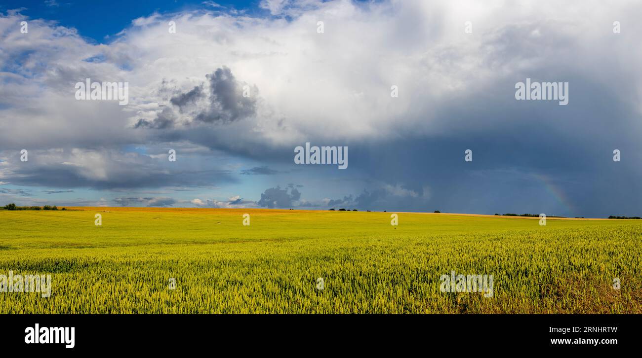 Vista panoramica di un campo e docce a pioggia sopra di esso in Estonia. Foto Stock