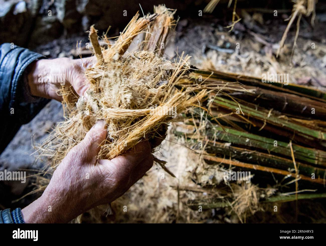 (161208) -- CHONGQING, 7 dicembre 2016 -- li Shilin controlla i materiali per la produzione di carta Tuhuo nella città di Xinglong, Cina sud-occidentale, Chongqing, 7 dicembre 2016. La famiglia li, che vive nella città di Chongqing a Xinglong, ha tramandato il tradizionale mestiere di fabbricazione della carta Tuhuo attraverso cinque generazioni. La carta tuhuo, fatta di bambù che cresce nelle aree locali, richiede tecniche di alto livello in tutte le fasi di lavorazione. Tuttavia, con un'elevata intensità di manodopera, scarse vendite e bassi rendimenti, il mestiere è ereditato da pochi giovani, il che ha spinto il governo a svilupparlo come progetto turistico in AN Foto Stock