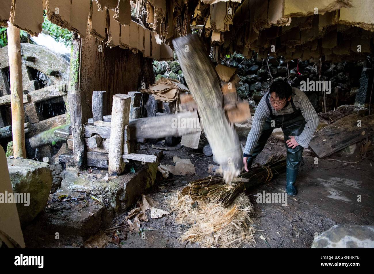 (161208) -- CHONGQING, 7 dicembre 2016 -- li Gaoqiang colpisce materiali per la fabbricazione di carta Tuhuo con una macchina a Xinglong Town, nel sud-ovest della Cina, Chongqing, 7 dicembre 2016. La famiglia li, che vive nella città di Chongqing a Xinglong, ha tramandato il tradizionale mestiere di fabbricazione della carta Tuhuo attraverso cinque generazioni. La carta tuhuo, fatta di bambù che cresce nelle aree locali, richiede tecniche di alto livello in tutte le fasi di lavorazione. Tuttavia, con un'elevata intensità di manodopera, scarse vendite e bassi rendimenti, il mestiere è ereditato da pochi giovani, il che ha spinto il governo a svilupparlo come turismo Foto Stock