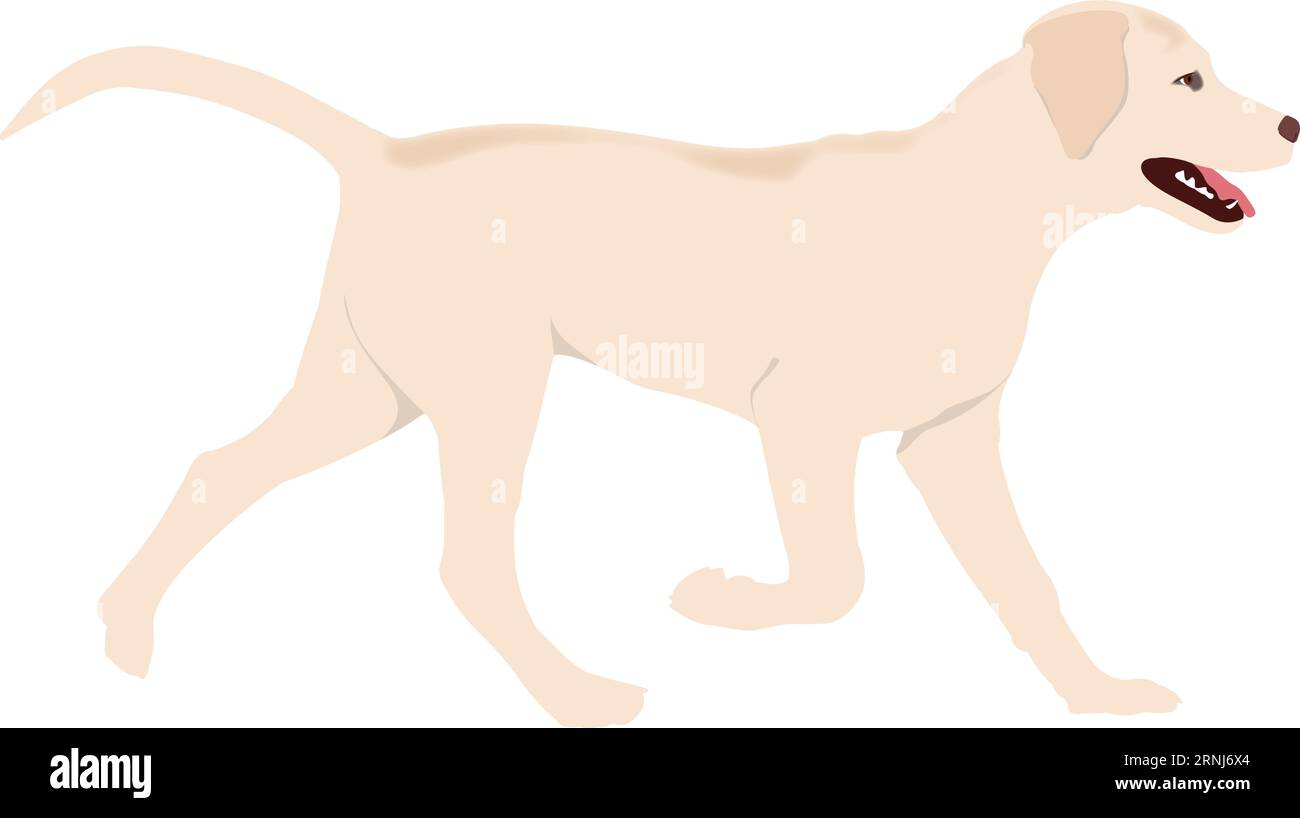 Labrador giovanile vista laterale su sfondo bianco Illustrazione Vettoriale