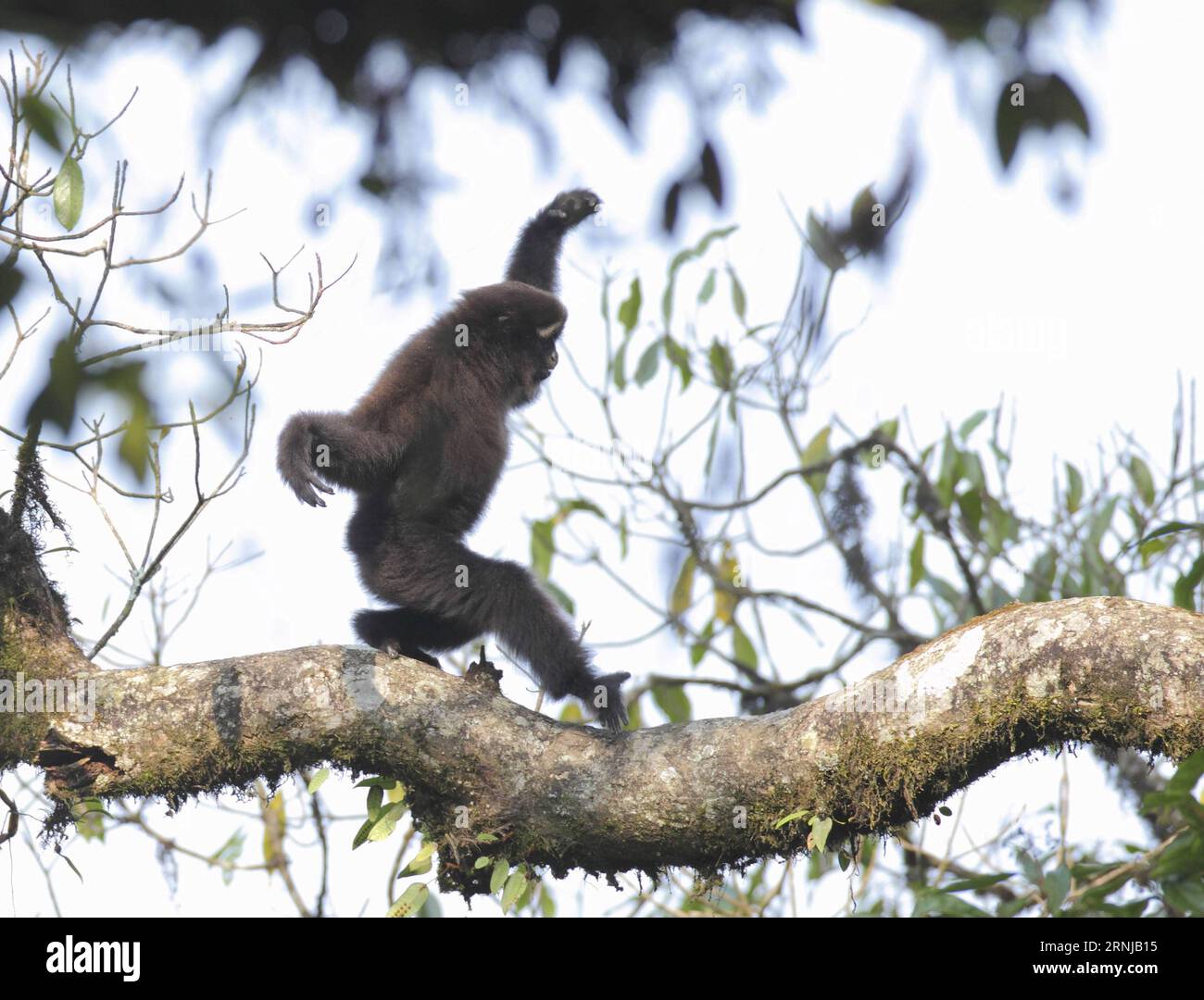 (170113) -- KUNMING, 13 gennaio 2017 -- la foto del file pubblicata da Under the Chinese Academy of Sciences mostra il gibbon bianco della montagna Gaoligong, una nuova specie di gibbon è stata scoperta nella provincia dello Yunnan della Cina sud-occidentale. La nuova specie, con sopracciglia bianche, si trova principalmente nella montagna Gaoligong nello Yunnan, ed è morfologicamente e geneticamente distinta dalle altre specie, secondo un documento di ricerca pubblicato sul sito web dell'American Journal of Primatology. I gibboni e i siamang sono piccole scimmie che abitano l'Asia meridionale, orientale e sud-orientale. La nuova specie aumenta l'intorpidimento Foto Stock