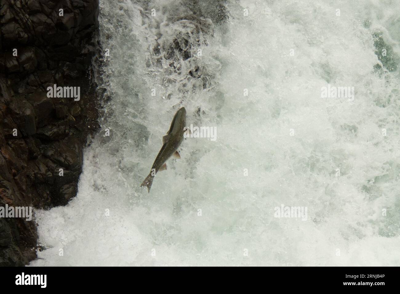 Salmone di Coho salmone che salta su una cascata del fiume Stamp, una delle principali acque salmone dell'isola di Vancouver in Canada. Foto Stock