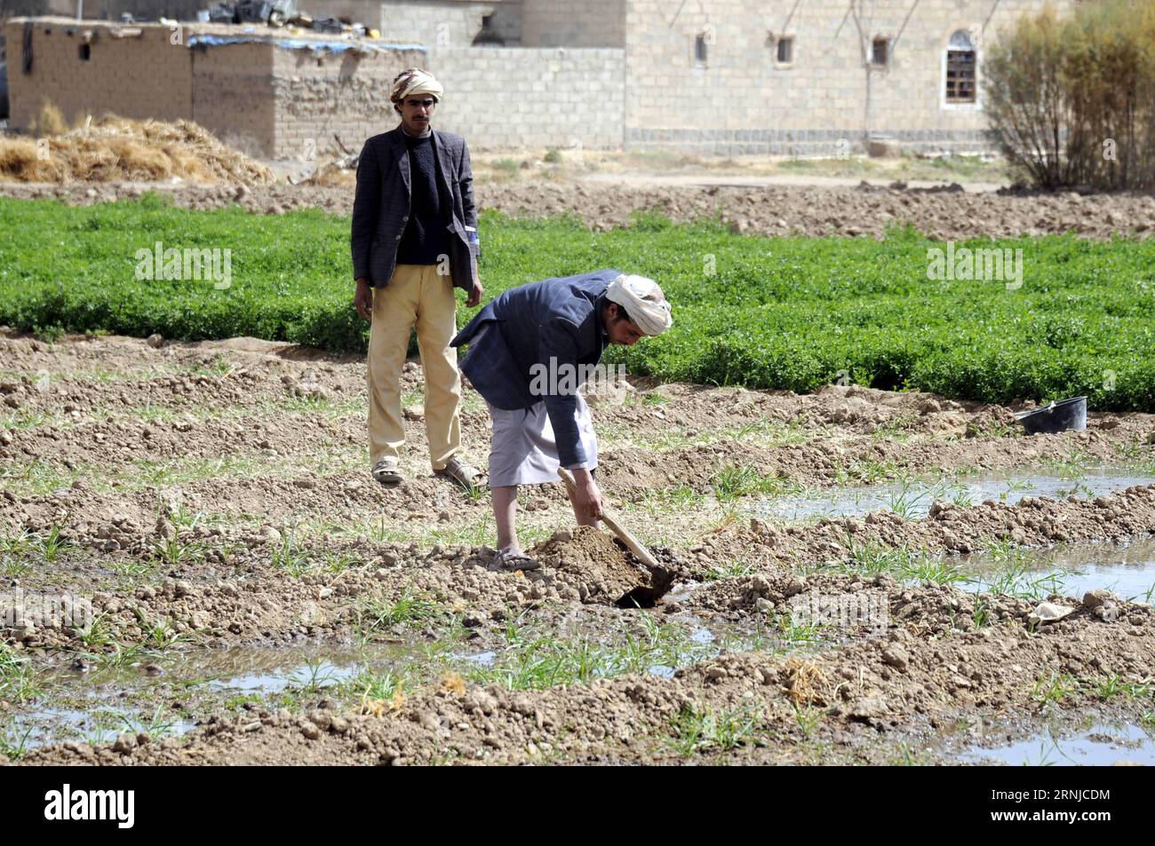 (170115) -- SANAA, 15 gennaio 2017 -- gli agricoltori yemeniti lavorano in un'azienda agricola alla periferia di Sanaa, Yemen, il 15 gennaio 2017. Nel 2017, l'Organizzazione delle Nazioni Unite per l'alimentazione e l'agricoltura (FAO) richiede 48,4 milioni di dollari per effettuare interventi di emergenza chiave sui mezzi di sussistenza agricoli che aiuteranno più di 3 milioni delle persone più vulnerabili e insicure nel settore alimentare e nutrizionale dello Yemen nell'ambito del suo piano di risposta alle emergenze (Emergency Lilivelihood Response Plan, ELRP). YEMEN-SANAA-AGRICOLTURA MohammedxMohammed PUBLICATIONxNOTxINxCHN 170115 Sanaa 15 gennaio 2017 agricoltori yemeniti lavorano IN un'azienda agricola alla periferia di Sanaa Yemen IL 15 gennaio 2017 in 2017 Stati Uniti Foto Stock