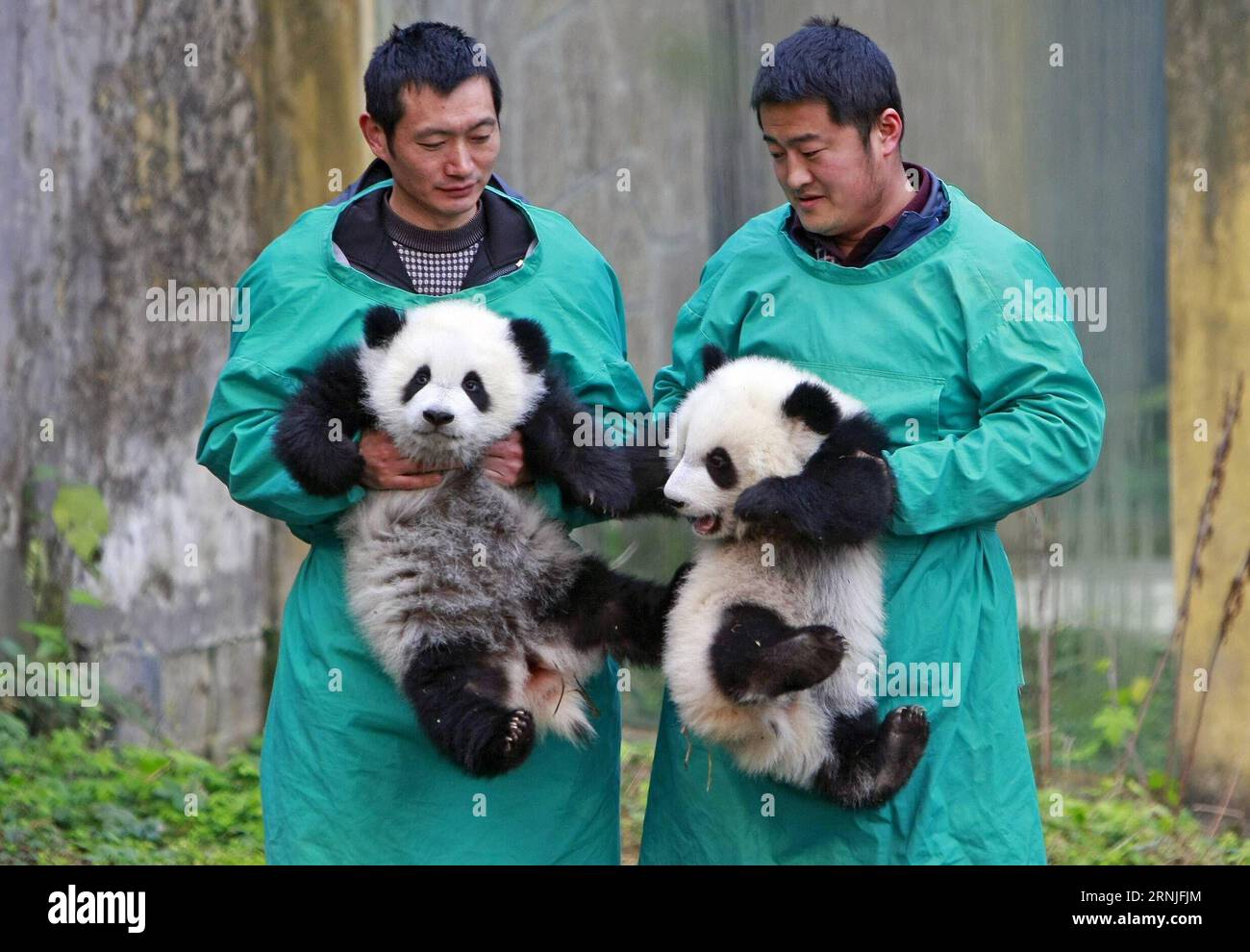 (170122) -- CHONGQING, 22 gennaio 2017 -- i cuccioli gemelli di panda gigante Dashuang (L) e Xiaoshuang sono stati visti allo zoo di Chongqing a Chongqing, nel sud-ovest della Cina, 22 gennaio 2017. I cuccioli gemelli, nati nel luglio del 2016, hanno incontrato il pubblico qui la domenica. ) (wyo) CINA-CHONGQING-GIGANTE PANDA-TWIN (CN) ChenxCheng PUBLICATIONxNOTxINxCHN Chongqing 22 gennaio 2017 Giant Panda Twin Cubs Dashuang l e Xiaoshuang Are Lakes ALLO zoo di Chongqing a Chongqing Cina sud-occidentale 22 gennaio 2017 i gemelli nati nel luglio del 2016 hanno incontrato il pubblico qui domenica wyo China Chongqing Giant Panda Twin CN ChenxCheng PUBLICATIONxNOTxINxCHN Foto Stock