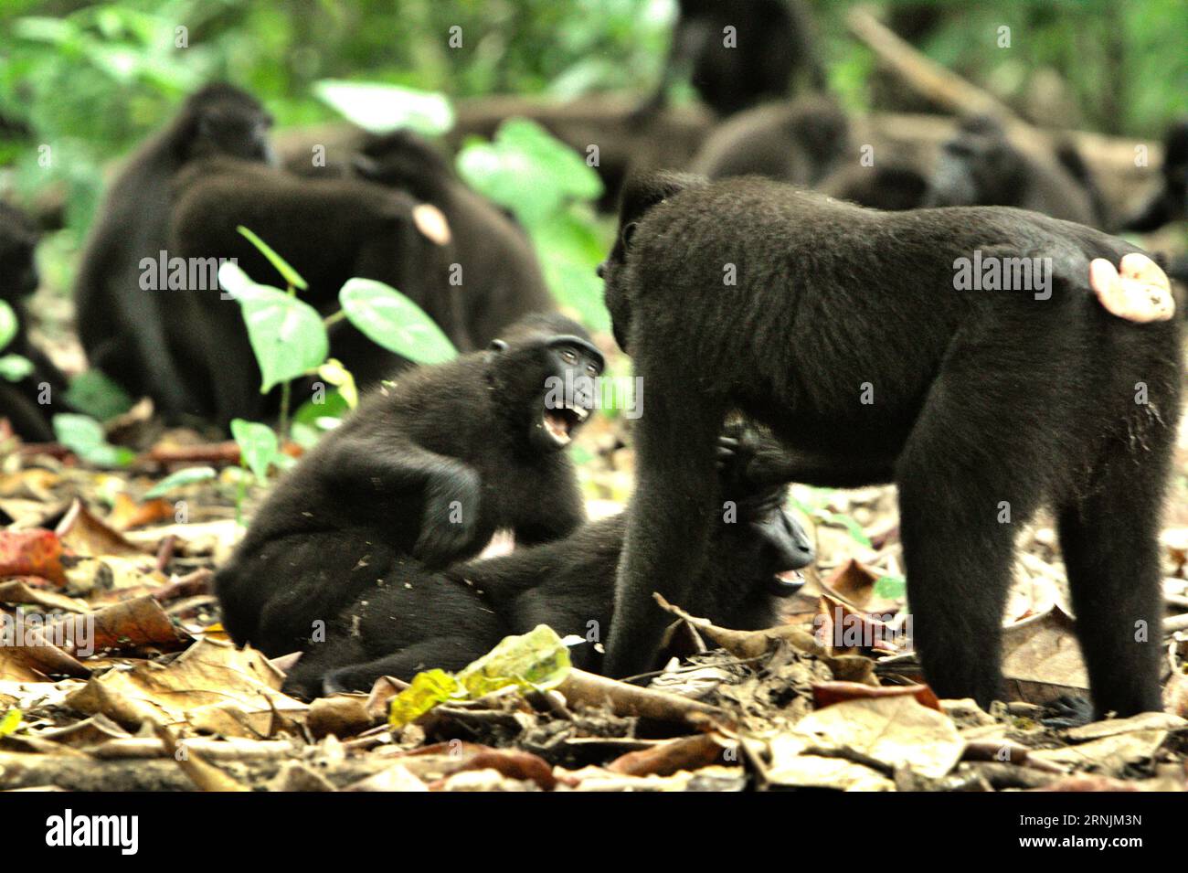 I primatologi hanno rivelato che combattere o inseguirsi a vicenda sono parte delle attività sociali del macaco crestato. I contatti manuali aggressivi si sono verificati frequentemente e sono molto normali, e sono spesso seguiti da ritorsioni e riconciliazioni - un fatto che ha contribuito a costruire la reputazione di macaco crestato come specie altamente tollerante per la società. Foto Stock