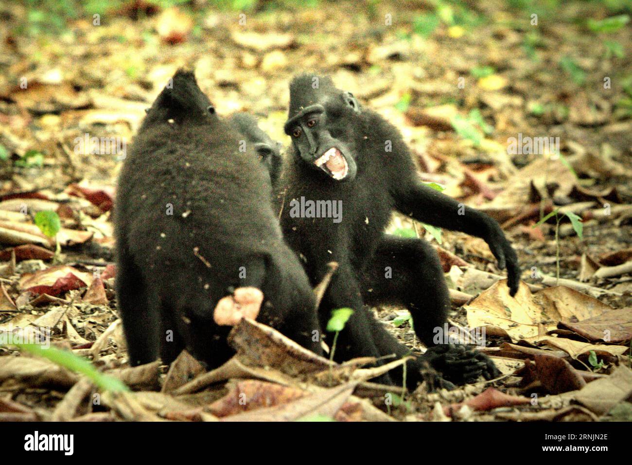 I primatologi hanno rivelato che combattere o inseguirsi a vicenda sono parte delle attività sociali del macaco crestato. I contatti manuali aggressivi si sono verificati frequentemente e sono molto normali, e sono spesso seguiti da ritorsioni e riconciliazioni - un fatto che ha contribuito a costruire la reputazione di macaco crestato come specie altamente tollerante per la società. Foto Stock