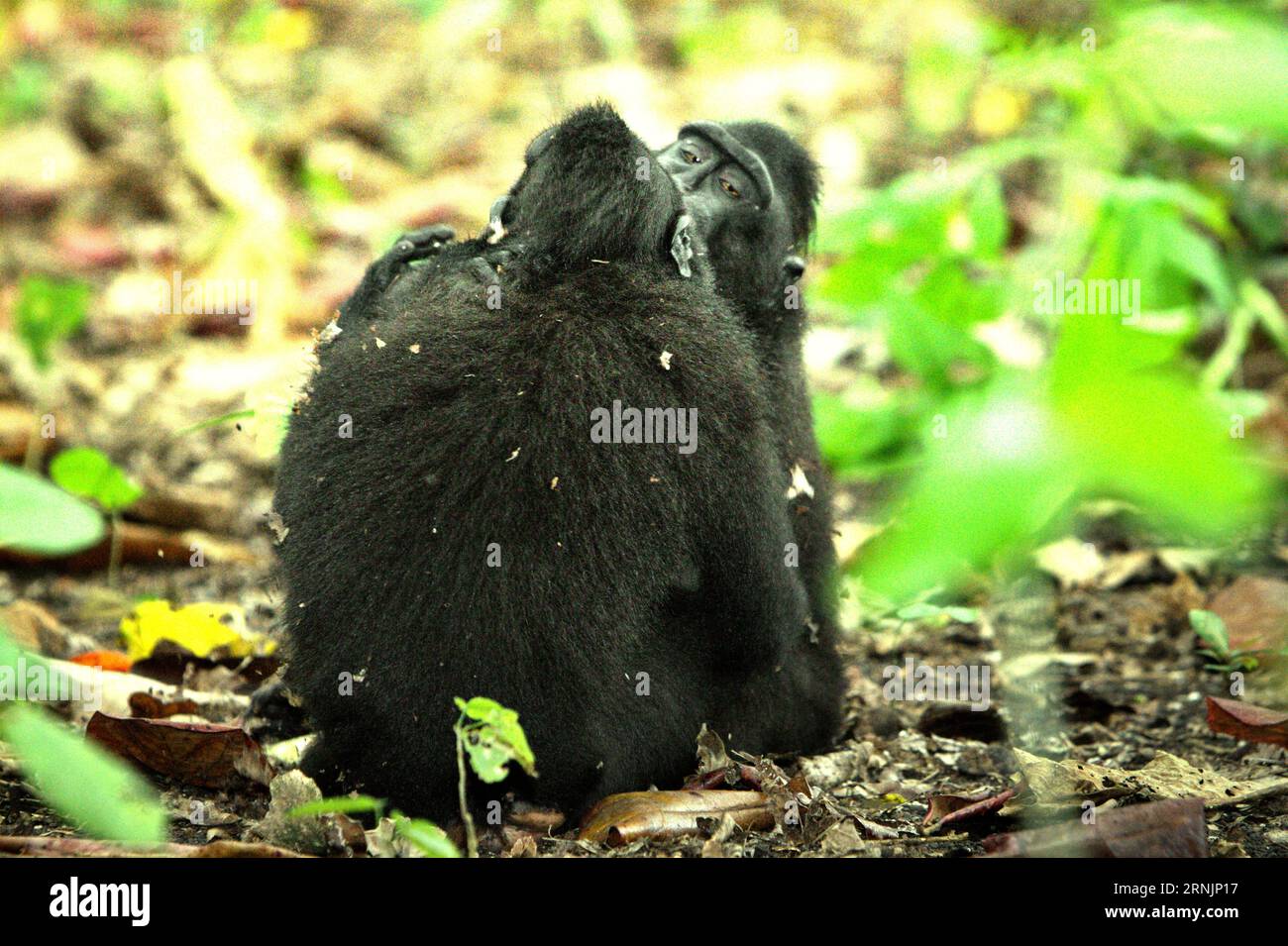 Un macaco crestato (Macaca nigra) bacia un altro individuo mentre sta avendo attività sociali sul terreno nella foresta di Tangkoko, Sulawesi settentrionale, Indonesia. I primatologi hanno rivelato che combattere o inseguirsi a vicenda sono parte delle attività sociali del macaco crestato. I contatti manuali aggressivi si sono verificati frequentemente e sono molto normali, e sono spesso seguiti da ritorsioni e riconciliazioni - un fatto che ha contribuito a costruire la reputazione di macaco crestato come specie altamente tollerante per la società. il cambiamento climatico può ridurre l'idoneità all'habitat delle specie di primati, che potrebbe costringerle a muoversi Foto Stock