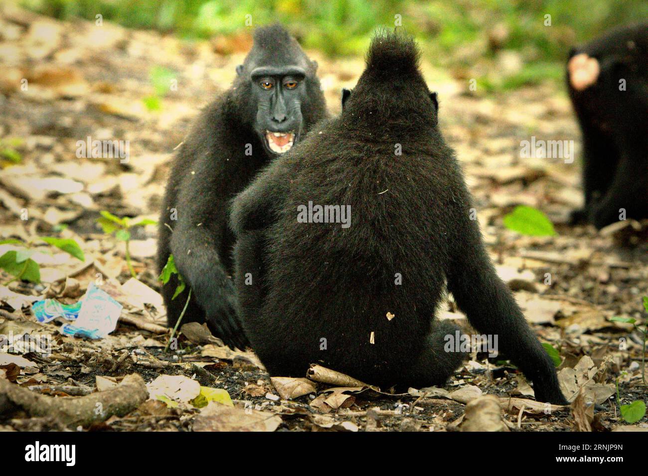 I macachi crestati (Macaca nigra) stanno avendo attività sociali sul terreno nella foresta di Tangkoko, Sulawesi settentrionale, Indonesia. I primatologi hanno rivelato che combattere o inseguirsi a vicenda sono parte delle attività sociali del macaco crestato. I contatti manuali aggressivi si sono verificati frequentemente e sono molto normali, e sono spesso seguiti da ritorsioni e riconciliazioni-- un fatto che ha contribuito a costruire la reputazione del macaco crestato come una specie altamente tollerante dal punto di vista sociale. il cambiamento climatico può ridurre l'idoneità all'habitat delle specie di primati, che potrebbe costringerle a uscire da habitat sicuri e... Foto Stock
