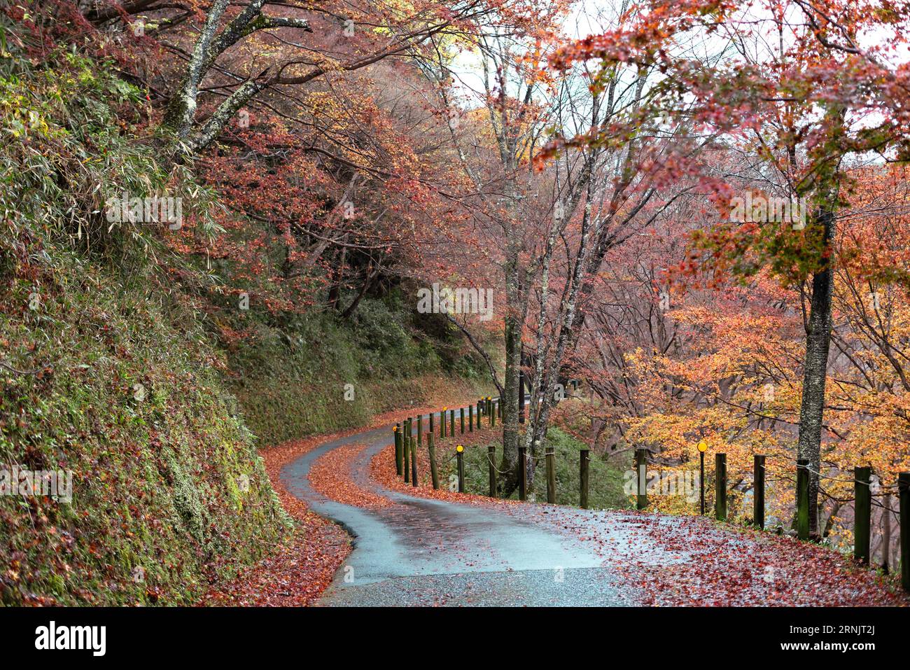 Strada forestale autunnale di Yoshino a Nara, Giappone Foto Stock