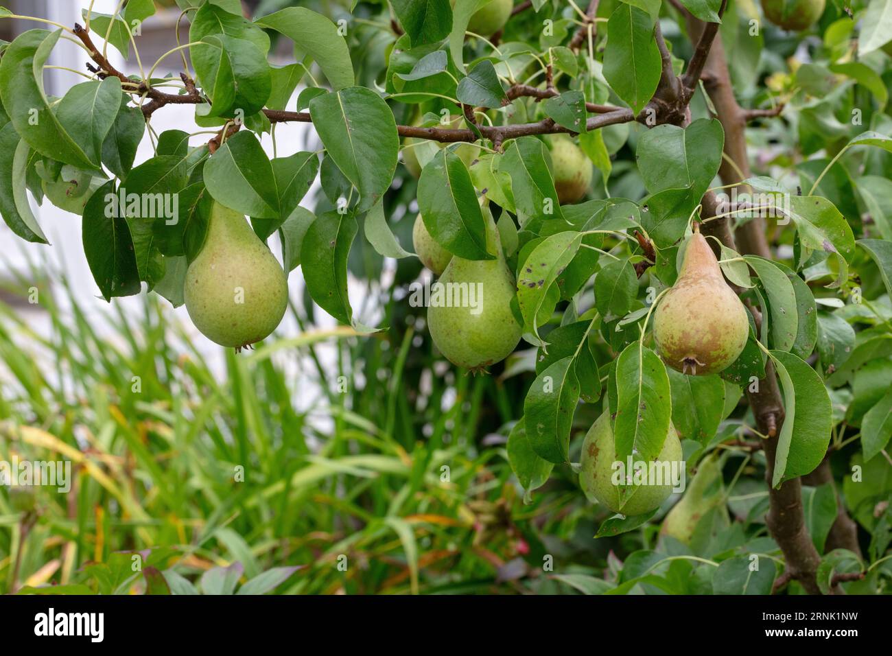 Pero europeo 'conferenza', Päron (Pyrus communis) Foto Stock