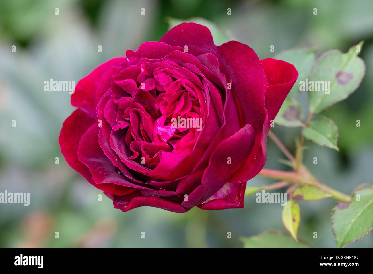 'Munstead Wood, Ausbernard' Italian Rose, Engelsk ros (Rosa) Foto Stock