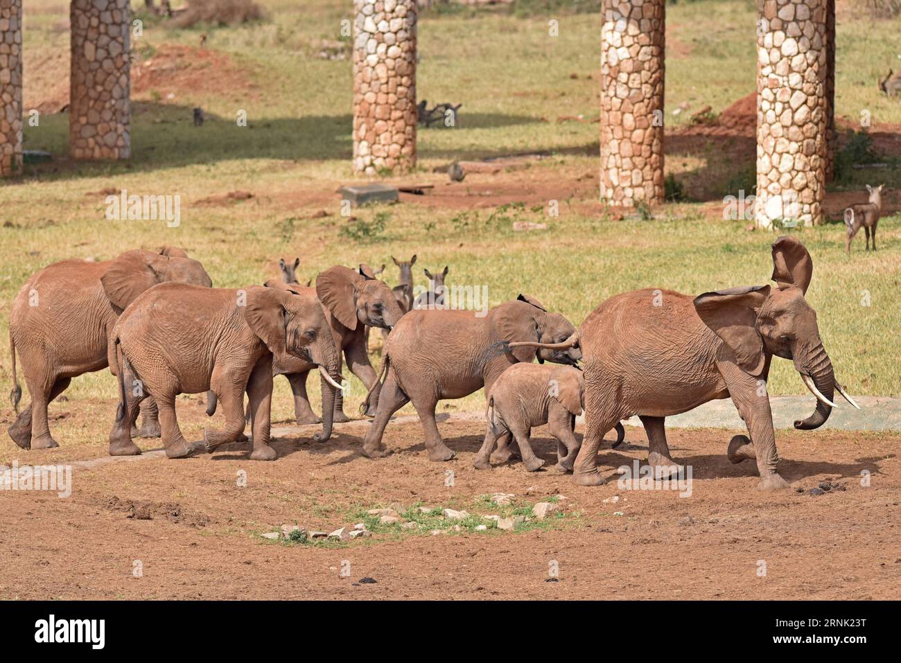 (170227) -- voi, foto scattata il 22 febbraio 2017 mostra gli elefanti al Tsavo West National Park, vicino a voi, Kenya. Il Kenya Wildlife Service (KWS) ha condotto un censimento aereo che si è concluso lo scorso fine settimana sugli elefanti e altri grandi mammiferi nell'ecosistema Tsavo-Mkomkazi di 48.656 chilometri quadrati a cavallo del confine tra Kenya e Tanzania per rafforzare la loro protezione in mezzo a molteplici minacce. ) KENYA-voi-AMBIENTE-MAMMIFERI-CENSIMENTO-PROTEZIONE SunxRuibo PUBLICATIONxNOTxINxCHN voi foto scattata IL 22 febbraio 2017 mostra gli elefanti AL Parco nazionale OCCIDENTALE dello Tsavo vicino a voi Kenya il Kenya Wildlife Service KWS condotto Foto Stock