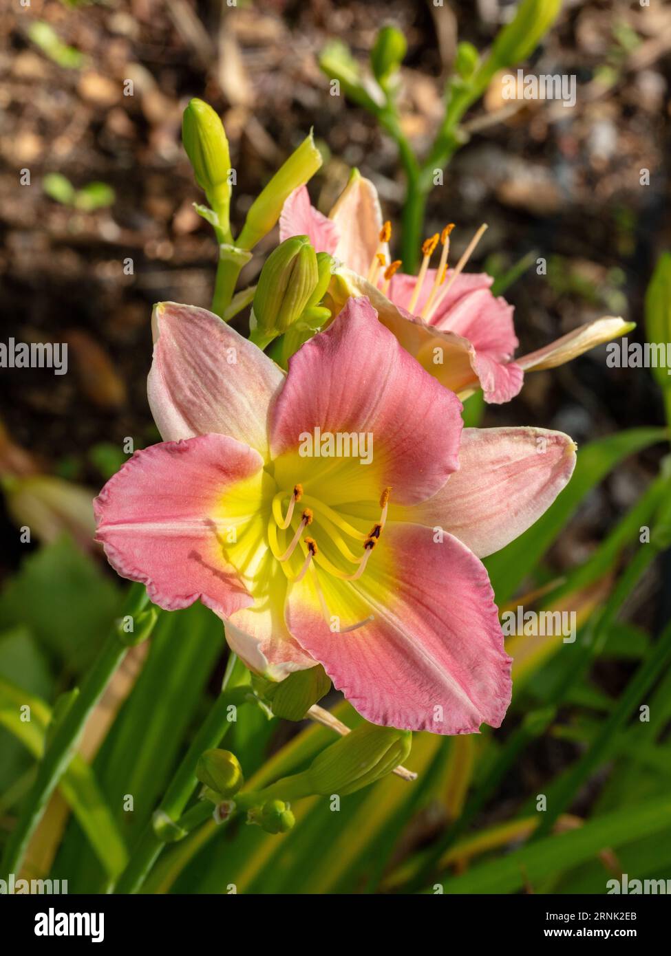 "Tocco finale" Daylily, daglilja (Hemerocallis) Foto Stock