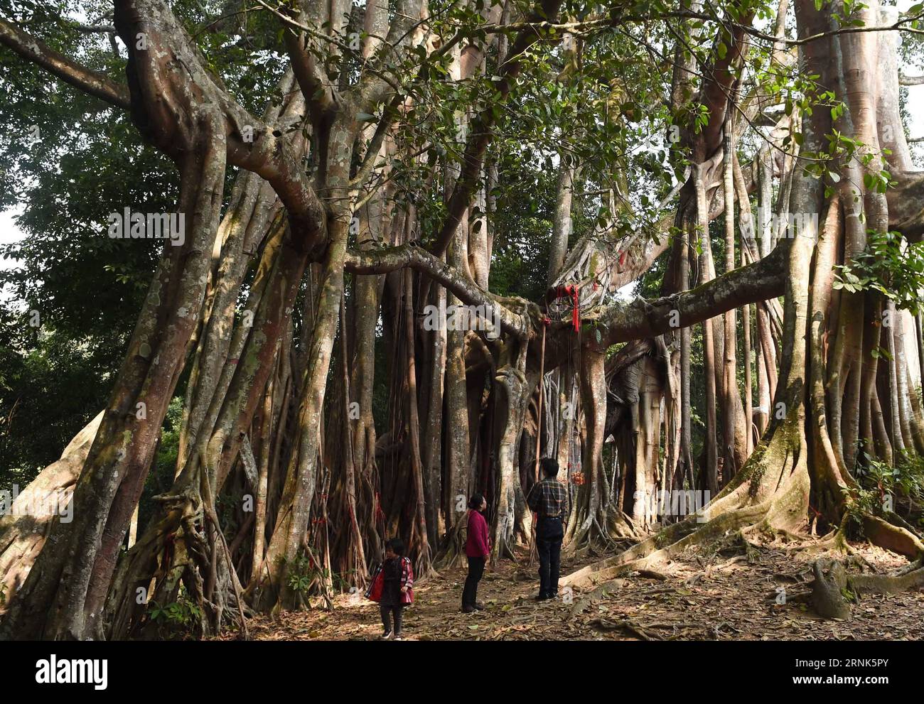 (170307) -- DEHONG, 7 marzo 2017 -- i turisti vedono un enorme albero di banyan con radici aeree simili a tende giù nella terra nella riserva naturale di Tongbiguan nella contea di Yingjiang, nella provincia dello Yunnan della Cina sud-occidentale, 4 marzo 2017. L'albero, con una storia di quasi 500 anni, è notevole per le sue oltre 400 radici aeree che si estendono dai rami per appendere in aria, tra le quali più di 100 radici hanno raggiunto il suolo e ispessito per formare nuovi tronchi d'albero. La corona dell'albero copre 8.200 metri quadrati. ) (Ry) CHINA-YUNNAN-BANYAN TREE (CN) LinxYiguang PUBLICATIONxNOTxINxCHN Dehong dai e Jingpo Autono Foto Stock
