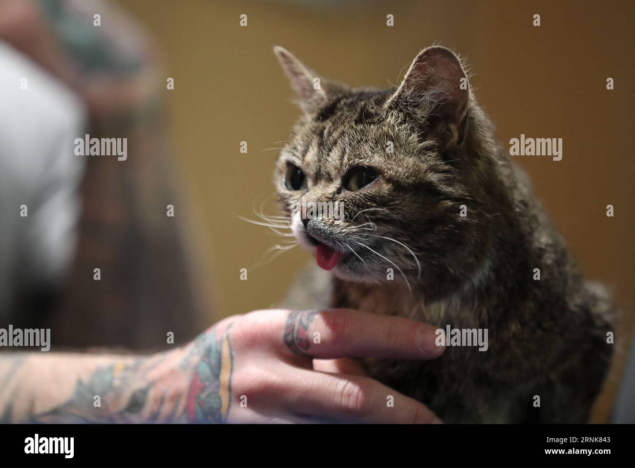 170312 -- NEW YORK, 11 marzo 2017 -- il gatto di celebrità statunitense Lil Bub è visto durante una presentazione tenuta dal suo proprietario Mike Bridavsky al Cat Camp tenutosi a New York, negli Stati Uniti, l'11 marzo 2017. Il Cat Camp di due giorni è iniziato qui sabato, portando gli amanti dei gatti a partecipare agli eventi di adozione dei gatti, alle fiere e alle presentazioni incentrate sui gatti. yk U.S.-NEW YORK-CAT CAMP-LIL BUB WangxYing PUBLICATIONxNOTxINxCHN Foto Stock