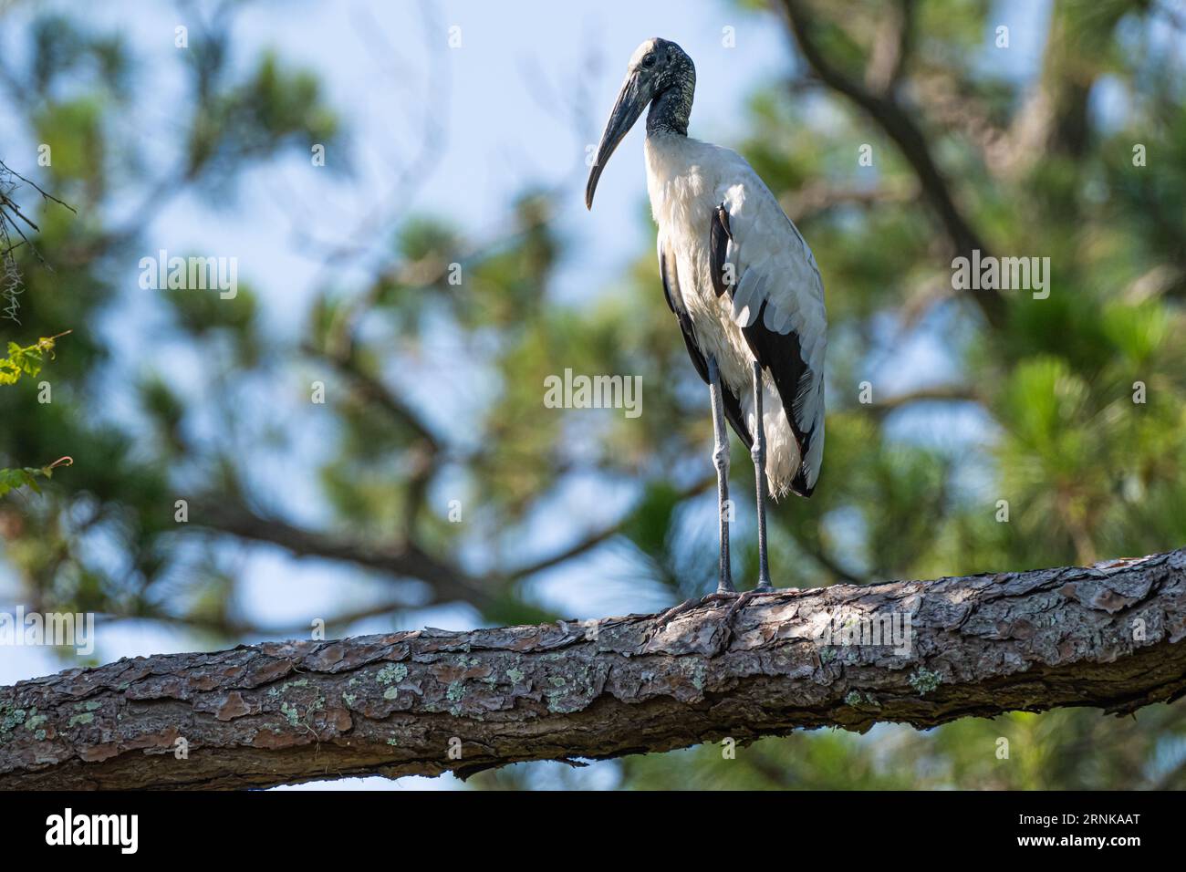 Cicogna di legno (Mycteria americana) arroccata su un arto di un albero all'Amelia Island State Park sull'isola Amelia nel nord-est della Florida. (USA) Foto Stock