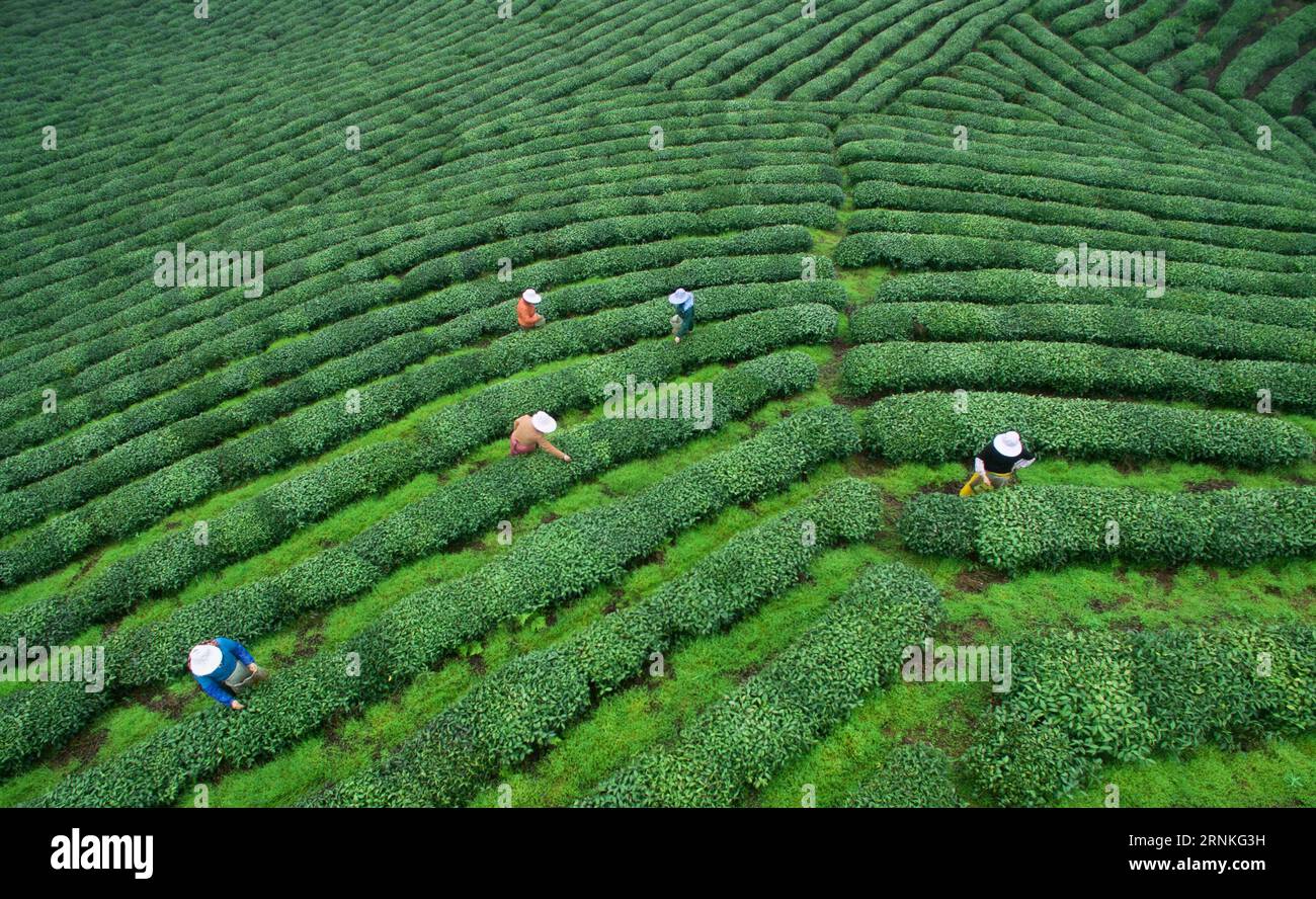 (170330) -- GUANGZE, 30 marzo 2017 -- gli agricoltori raccolgono foglie di tè nel villaggio Guanmi di Lifang Township nella contea di Guangze, nella provincia del Fujian della Cina sudorientale, 30 marzo 2017. I contadini qui raccolgono foglie di tè prima del Qingming Festival per produrre il tè Mingqian (letteralmente pre-Qingming), che sono fatti dei primissimi germogli di tè in primavera e considerati di alta qualità. (hdt) CINA-FUJIAN-TEA-HARVEST (CN) SongxWeiwei PUBLICATIONxNOTxINxCHN marzo 30 2017 gli agricoltori raccolgono foglie di tè nel villaggio di Lifang Township nella contea della provincia del Fujian della Cina sudorientale marzo 30 2017 agricoltori qui ha Foto Stock