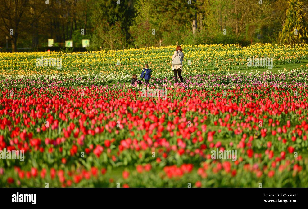 (170412) -- LUBIANA, 12 aprile 2017 -- Una donna con bambini cammina attraverso un mare di tulipani all'arboreto Volcji Potok vicino a Kamnik, in Slovenia, il 12 aprile 2017. Più di due milioni di tulipani e altri bulbi primaverili fioriscono ogni anno ad aprile e maggio nell'arboreto Volcji Potok, l'impianto orticolo più visitato in Slovenia. ) SLOVENIA-KAMNIK-VOLCJI POTOK ARBORETUM-TULIPS MaticxStojs PUBLICATIONxNOTxINxCHN 170412 Lubiana 12 aprile 2017 una donna con bambini cammina attraverso un mare di TULIPANI ALL'arboreto Potok vicino a Kamnik in Slovenia IL 12 aprile 2017 più di due milioni di TULIPANI e altri Foto Stock