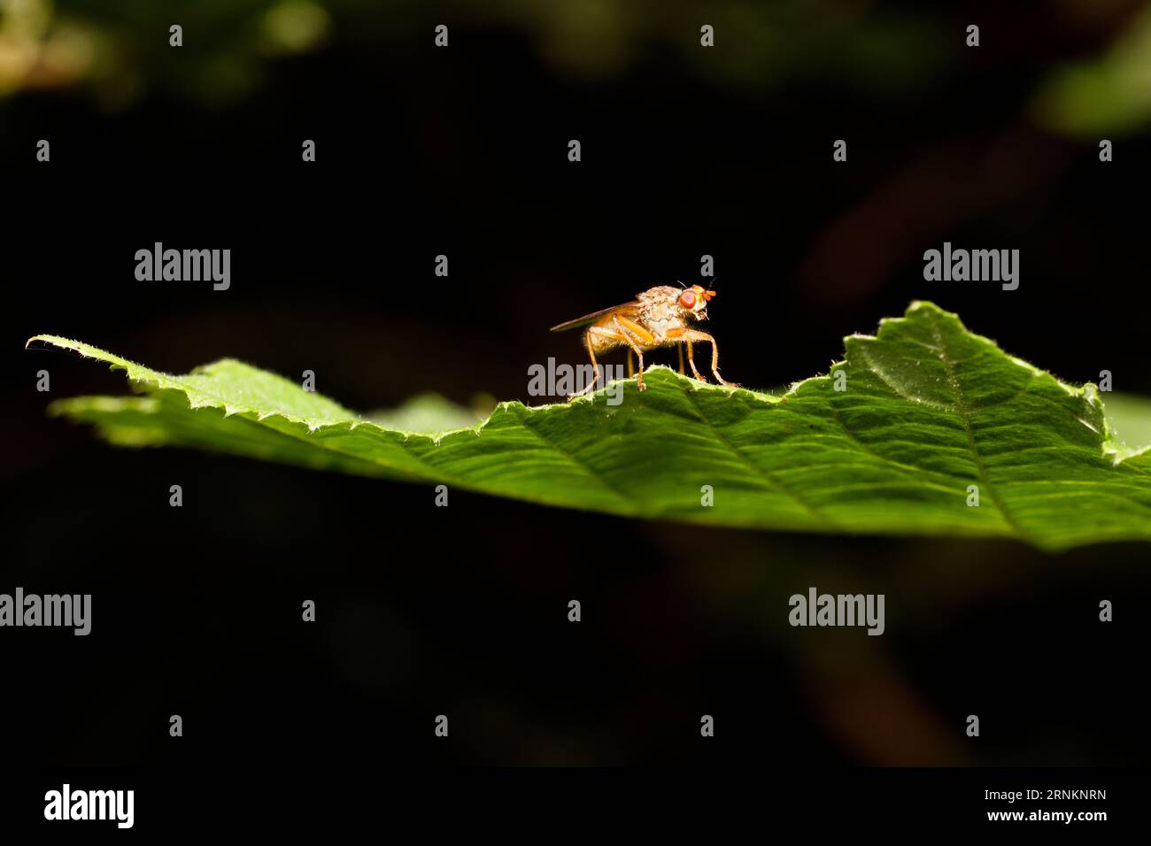 Mosca di letame gialla Foto Stock
