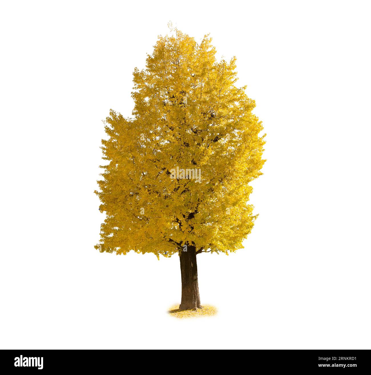 Golden Ginkgo biloba Tree nella stagione autunnale isolato su sfondo bianco Foto Stock