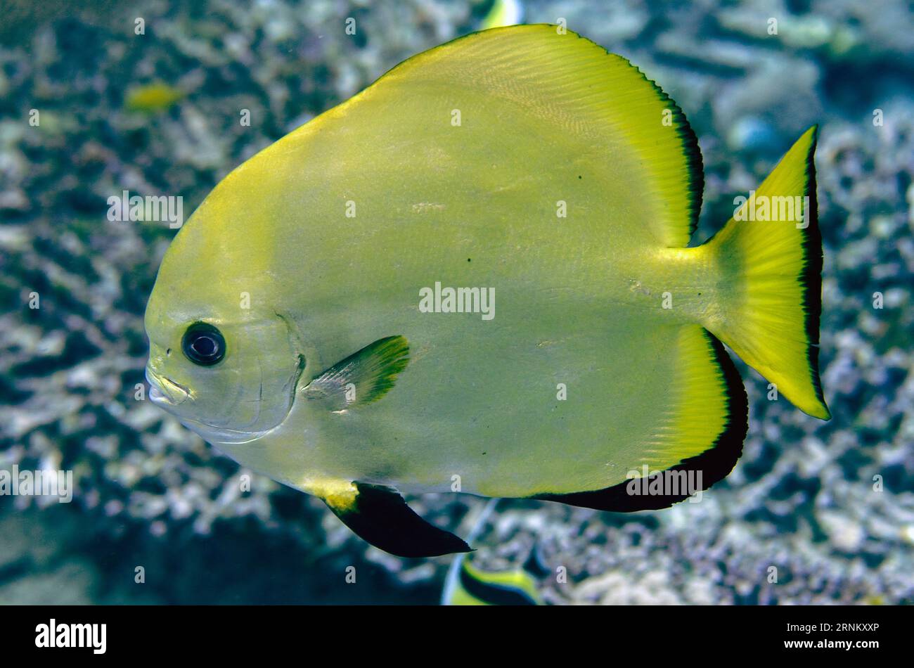 Golden Spadefish, Platax boersii, Too Many Fish dive site, Pulau Koon, Maluku, Indonesia Foto Stock