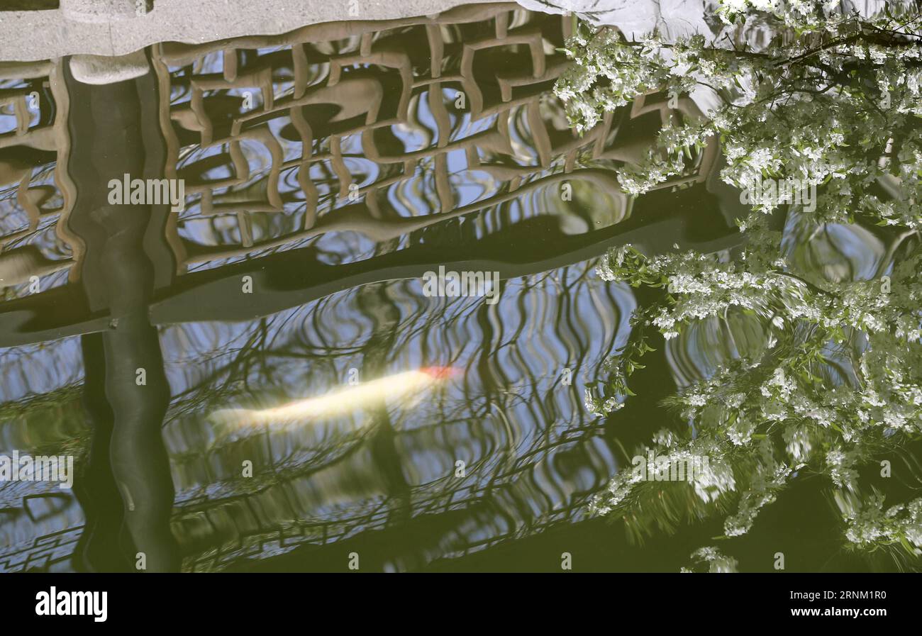 (170501) -- NEW YORK, 1 maggio 2017 -- foto scattata il 28 aprile 2017 mostra il paesaggio del Chinese Scholar's Garden allo Snug Harbor a Staten Island, New York, Stati Uniti. Il New York Chinese Scholar's Garden, o Jixing Yuan in cinese, è stato aperto al pubblico nel 1999, fornendo un posto per le persone per godersi le bellezze di un giardino classico cinese. Il giardino è un lavoro dedicato da un team di 40 artisti e artigiani cinesi, che hanno trascorso un anno in Cina creando i componenti del Giardino e altri sei mesi a Staten Island come artigiani in residenza a Snug Harbor per completare il vincolo Foto Stock