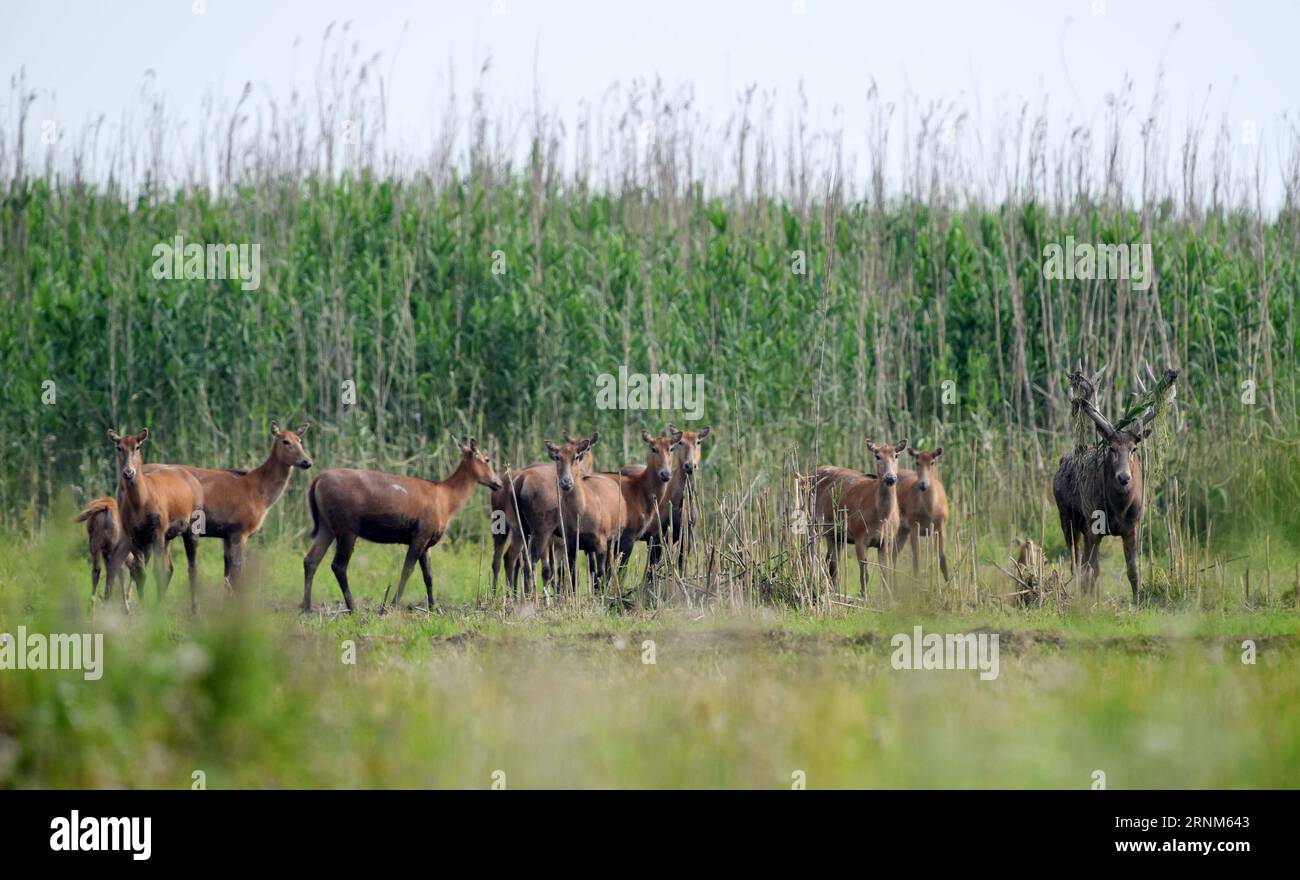 (170512) -- CHANGSHA, 12 maggio 2017 -- Un gruppo di cervi milu è stato avvistato in una riserva naturale statale vicino al lago Dongting, nella provincia centrale di Hunan della Cina, 10 maggio 2017. Il personale del Hunan Provincial Forestry Department ha trovato 62 cervi milu selvatici durante un'ispezione con droni in una riserva naturale statale vicino al lago Dongting, il secondo lago d'acqua dolce più grande della Cina. È il più grande gruppo di cervi milu selvaggi mai visto nella zona. La popolazione di cervi milu selvaggi nell'area del lago Dongting ha superato i 120 abitanti. )(mcg) CHINA-HUNAN-DONGTING LAKE-MILU DEER (CN) LixGa PUBLICATIONxNOTxINxCHN Changsha 12 maggio 2017 un gruppo di M Foto Stock