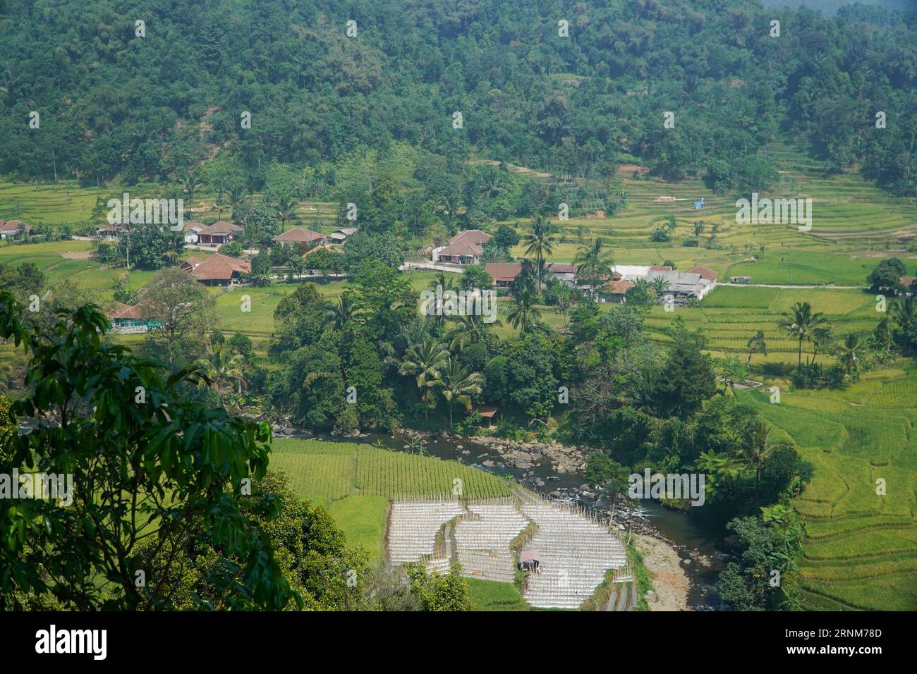 Vista aerea delle case dei residenti nel mezzo delle risaie a Bogor, Giava Occidentale, Indonesia Foto Stock