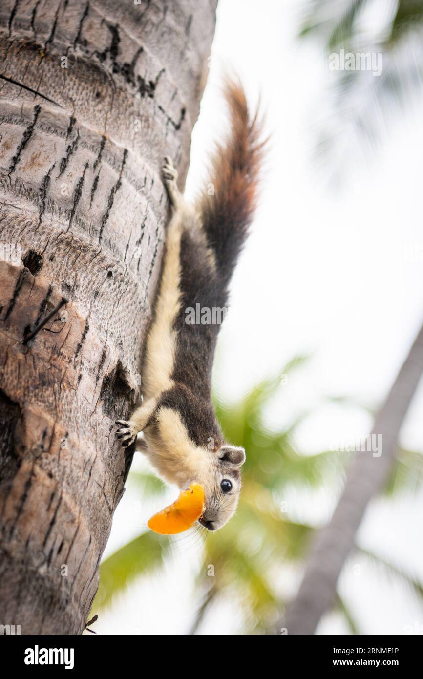 Un piccolo scoiattolo mangia una fetta d'arancia su una palma sulla spiaggia di Pattaya in Thailandia. Foto Stock