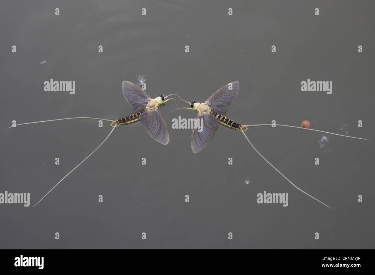 (170616) -- TISZAKURT, 16 giugno 2017 -- due mayflies dalla coda lunga (Palingenia longicauda) sono state avvistate sul fiume Tisza a Tiszakurt, un villaggio nella contea di Jasz-Nagykun-Szolnok, Ungheria centrale, il 16 giugno 2017. Milioni di queste mosche di breve durata si impegnano in una frenetica corsa per accoppiarsi prima di morire in poche ore durante la fioritura di Tisza dalla fine della primavera all'inizio dell'estate ogni anno. Le larve della specie vivono in piccoli buchi sulle rive del fiume per tre anni prima che si sviluppino nella forma finale dell'insetto per partecipare allo sciame e poi morire. ) UNGHERIA-TISZA RIVER-TISZAKURT-S. Foto Stock