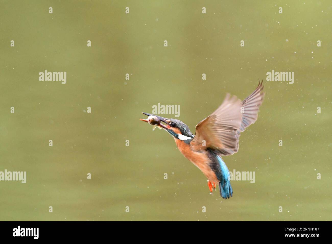 (170619) -- FUZHOU, 18 giugno 2017 -- Un kingfisher pesca pesce nella contea di Minhou della città di Fuzhou, provincia di Fujian della Cina sudorientale, 18 giugno 2017. ) (Zkr) CHINA-FUZHOU-KINGFISHER (CN) MeixYongcun PUBLICATIONxNOTxINxCHN Fuzhou 18 giugno 2017 a Kingfisher pesca pesce nella contea di Minhou nella provincia di Fuzhou nella provincia di Fujian della Cina sudorientale 18 giugno 2017 CCR China Fuzhou Kingfisher CN PUBLICATIONxNOTxINxCHN Foto Stock