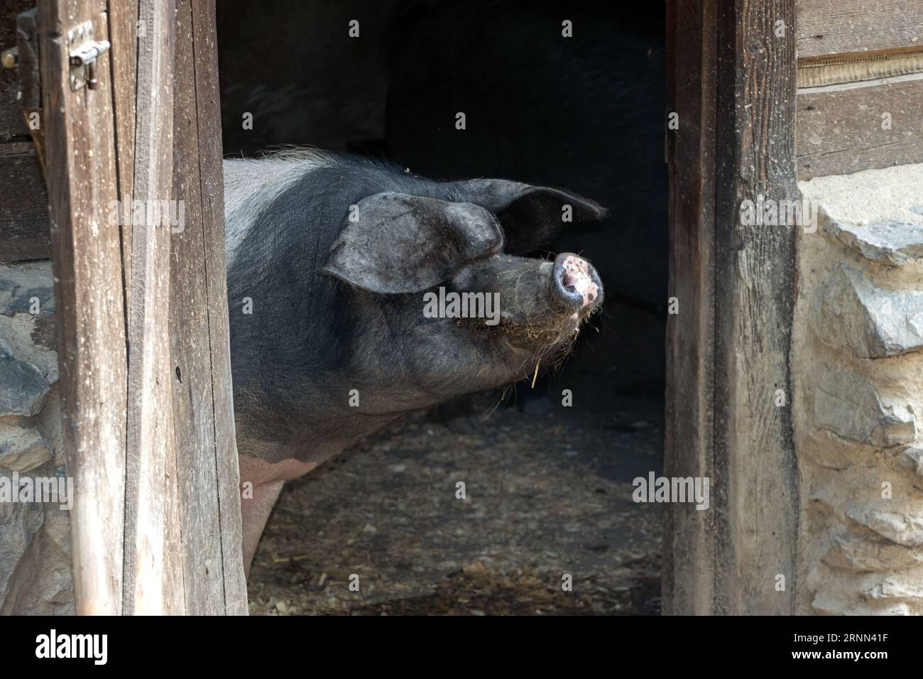 La testa di un maiale sbircia fuori dalla porta del fienile Foto Stock