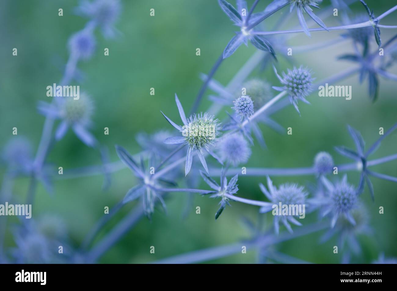 Eryngium. Fiore di Cardo con foglie spinose di colore blu. Mare Mediterraneo holly, fiori di eryngo da vicino. Sea Holly Blue fiori sanitari, morbidi Foto Stock